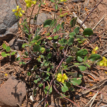 Eriogonum umbellatum, Sulphur-Flower Buckwheat